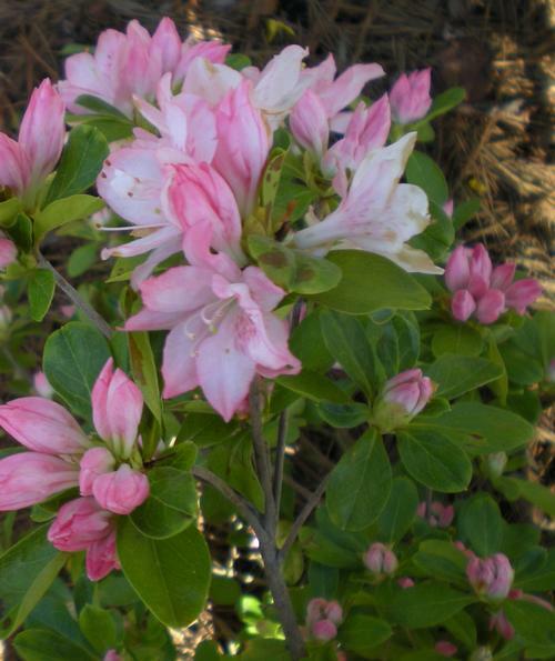 PINK PEARL~Azalea Rhododendron Deciduous Starter Plant~BEAUTIFUL PINK IRIDESCENT