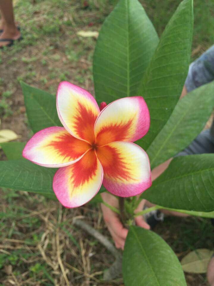 5 Orange Yellow Pink Plumeria Seeds Plants Flower Seed Perennial 191 US SELLER