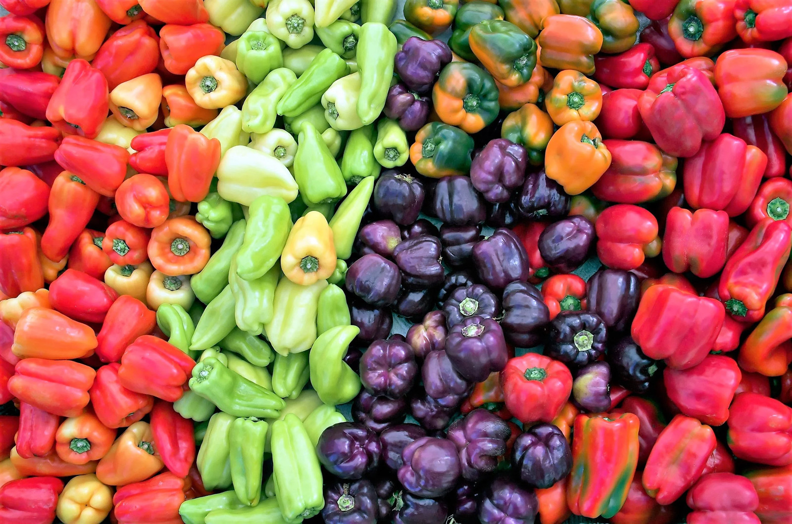 150 RAINBOW BELL PEPPER Sweet Red Green Yellow Orange Purple Brown White Seeds