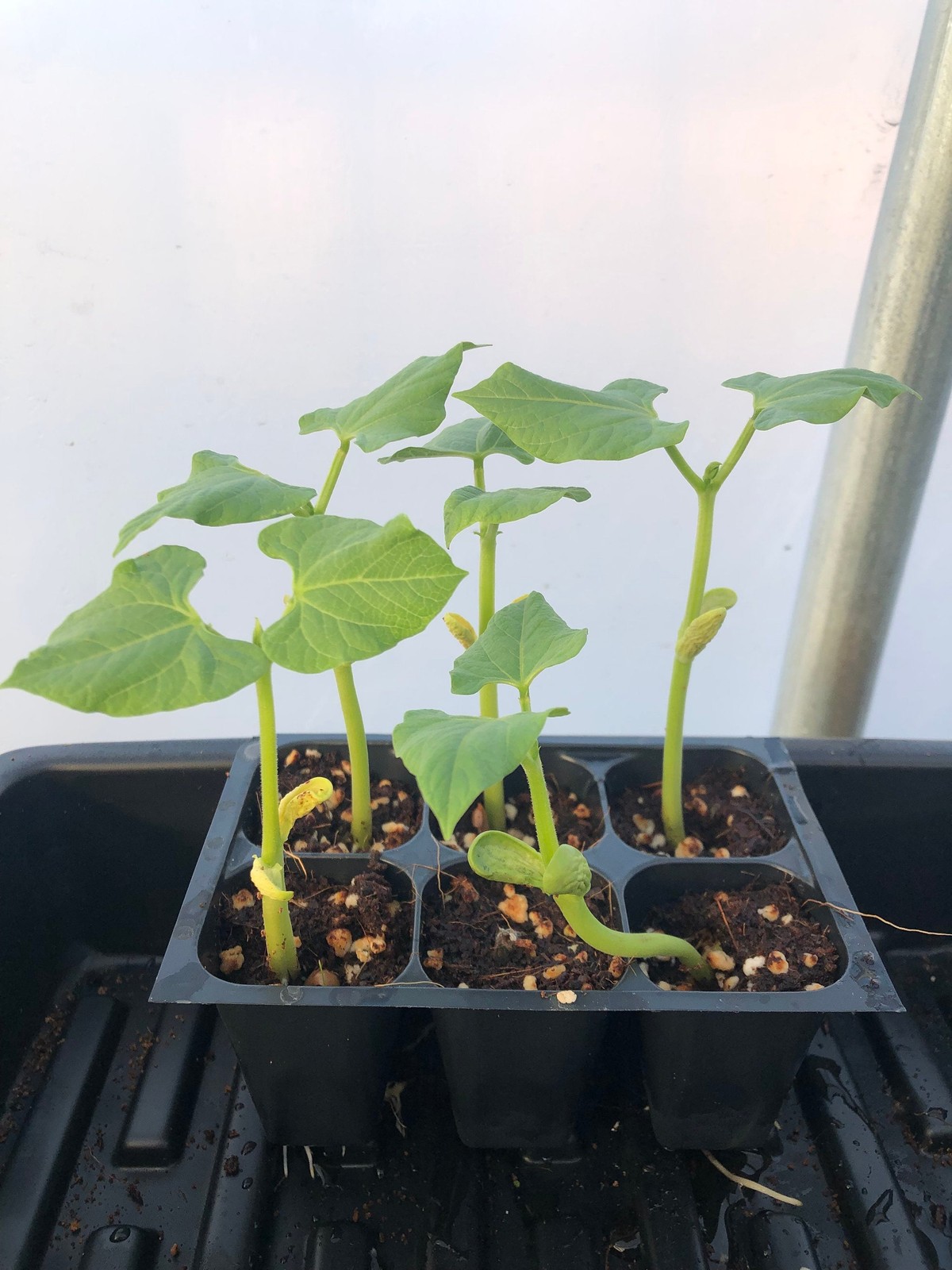 Bean Live Plant – Seedlings/Plugs and Plants – 3″- 12″ tall – 30-60+ days old