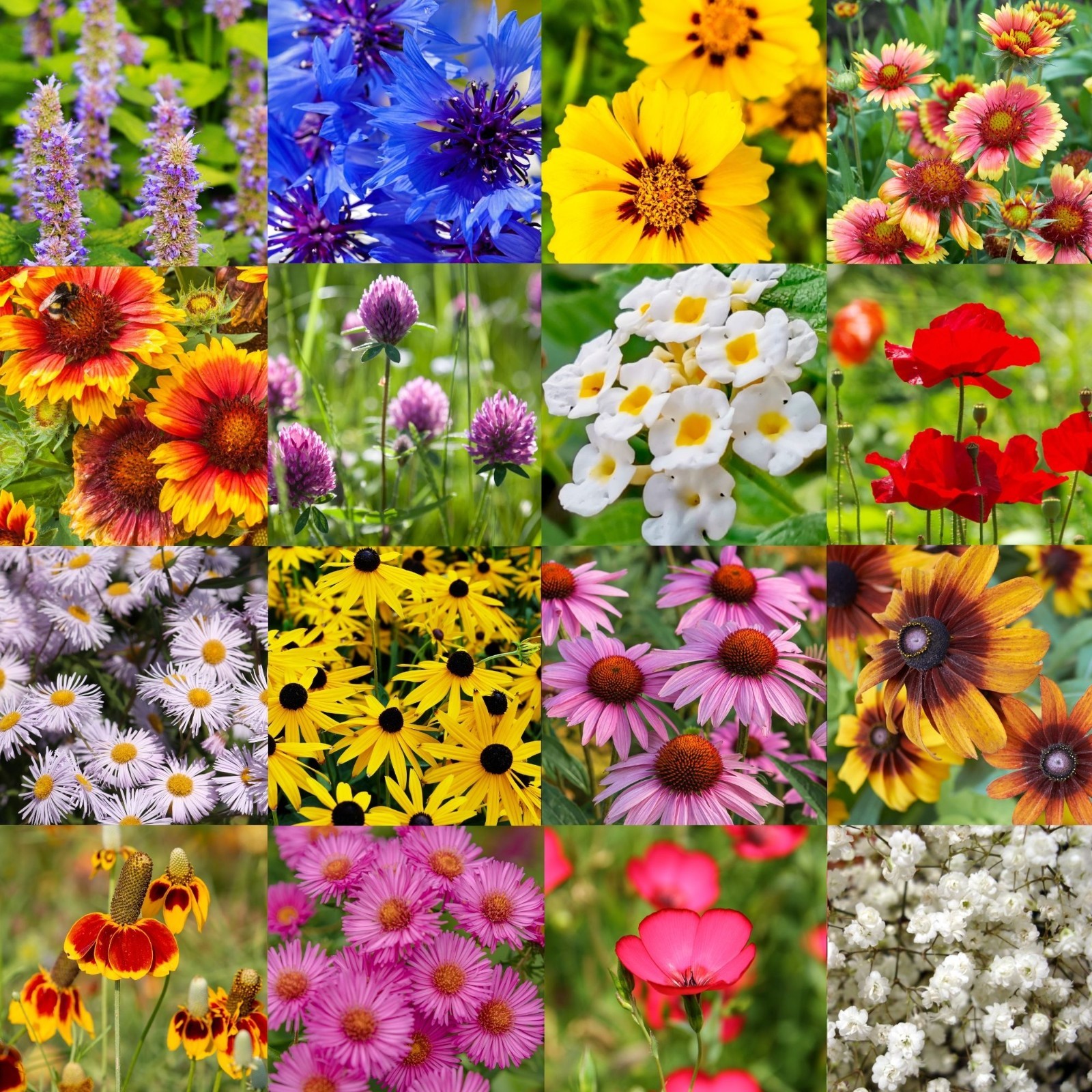 Ohio Wildflower Seed Mix 1 lb Covers 2,000 Sq Ft Pollinator Garden Seeds