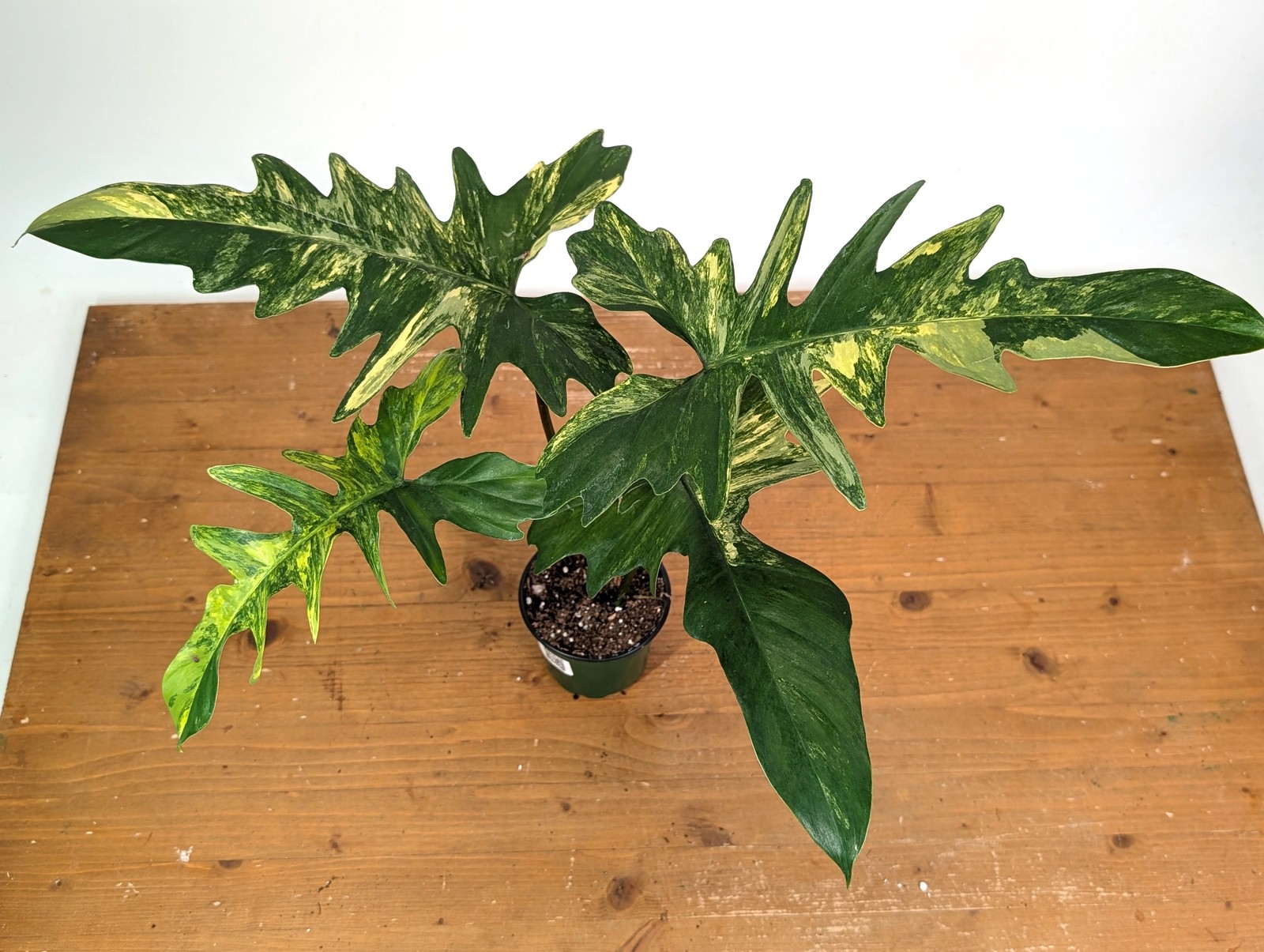 Philodendron Florida Beauty x Mayoi Variegated – Exact Plant #24B in 4″ Pot