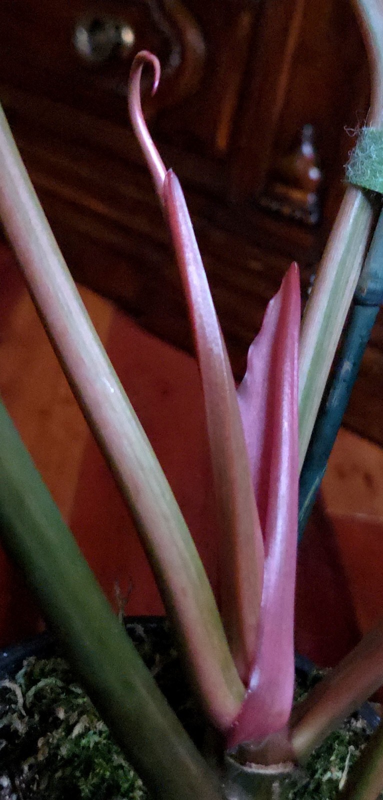 Rare XL Philodendron Pink Flushed Caramel Marble 27″ Wide Not Anthurium Monstera