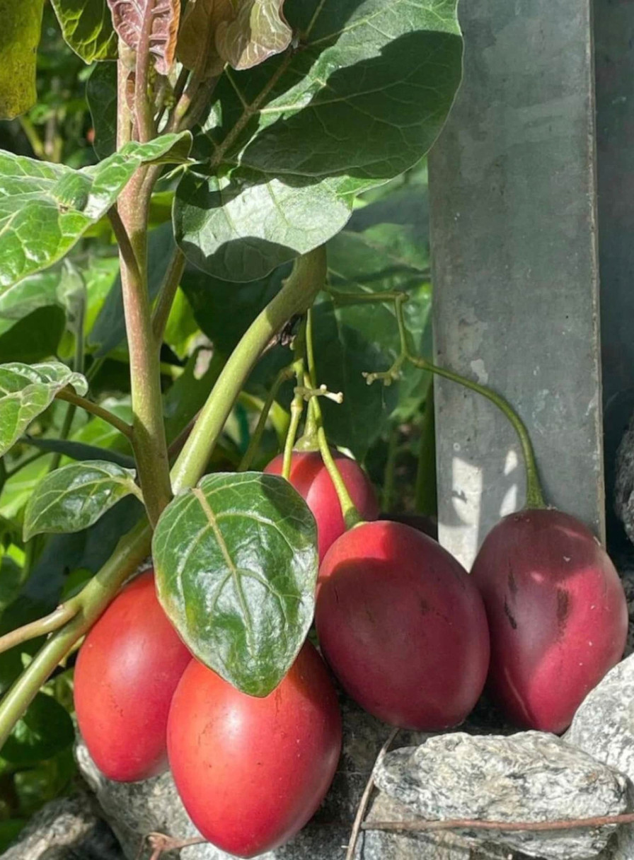 Mixed pack of 6 cuttings of Tree tomato, Solanum betaceum. Red, orange, yellow.