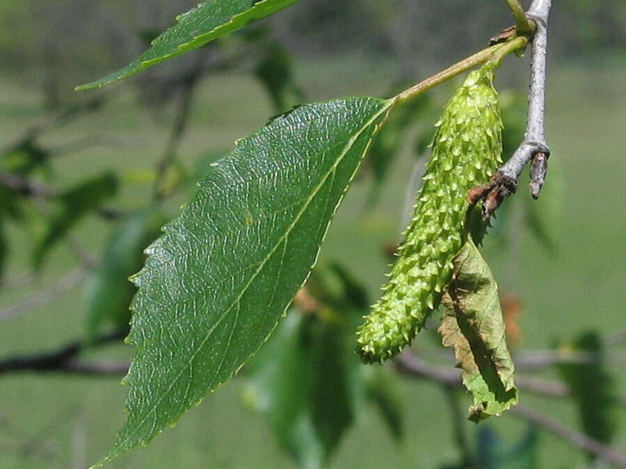 Paper Birch, Betula papyrifera, Tree Seeds (Fast, Hardy, Fall Color)