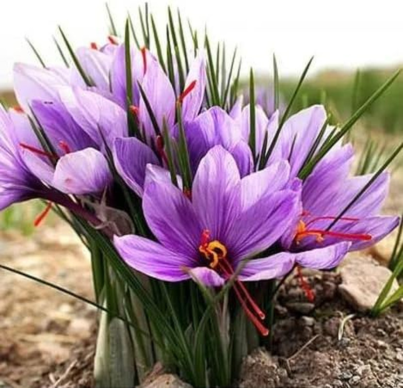 100 PCS Saffron Plant Seeds Non-Gmo Perennial Saffron Crocus Seeds