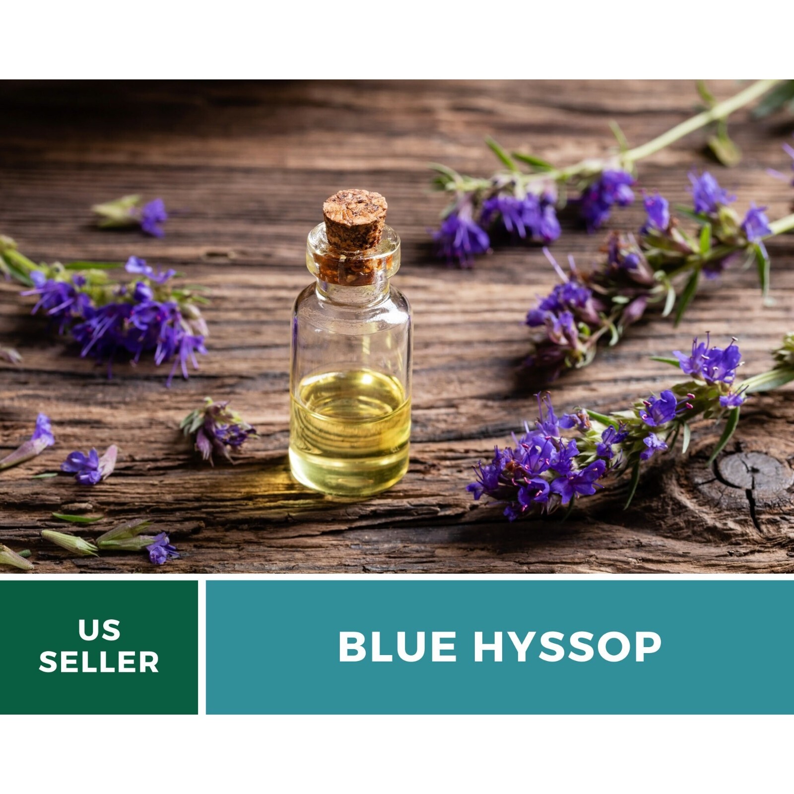 Hyssop, Blue – 200 Seeds – Heirloom Flower – Culinary & Medicinal Herb (Hyssopus
