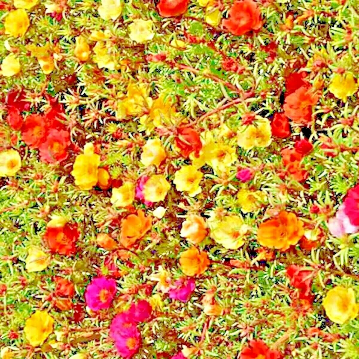 3000+ MOSS ROSE GRANDIFLORA SEEDS SPRING MIX FLOWERS GROUNDCOVER BUTTERFLIES USA