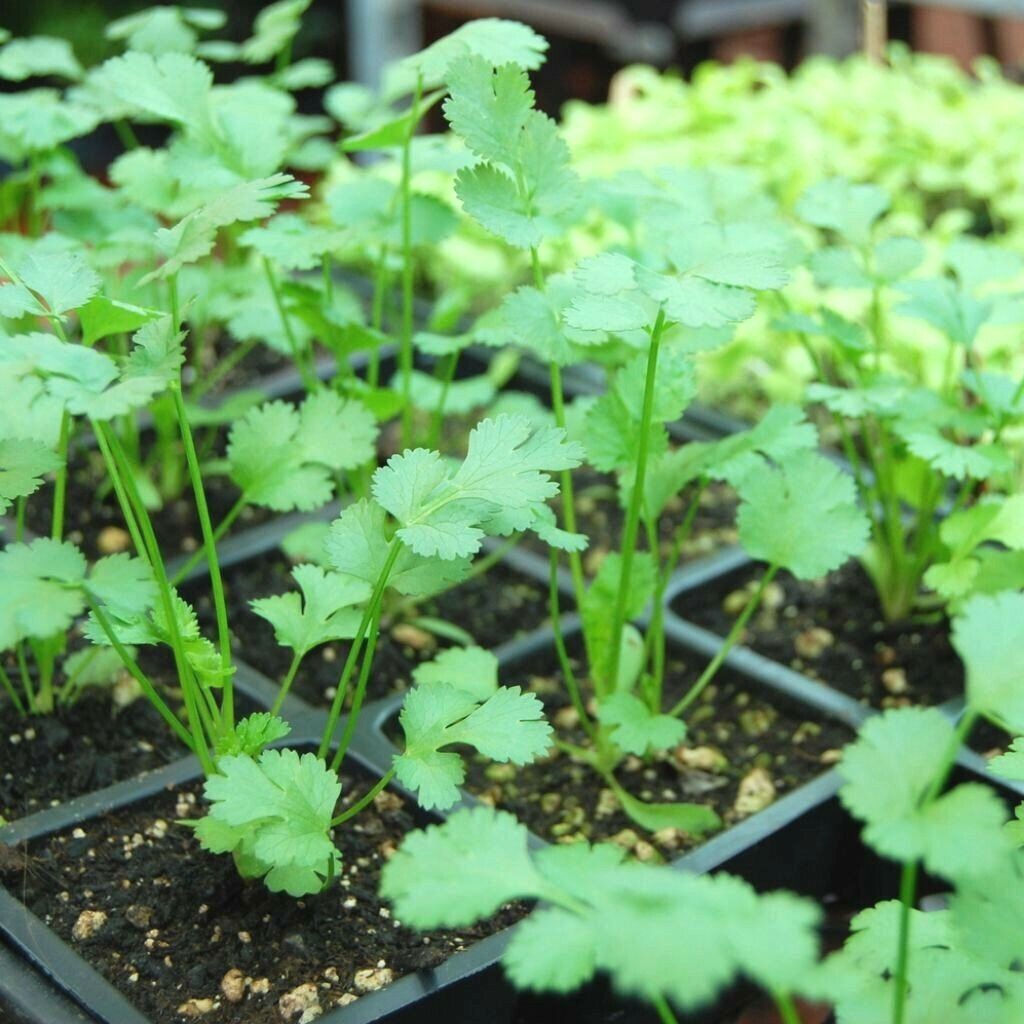 61+CILANTRO Seeds Coriander Salsa Tex Mex Kitchen Summer Garden Container Herb