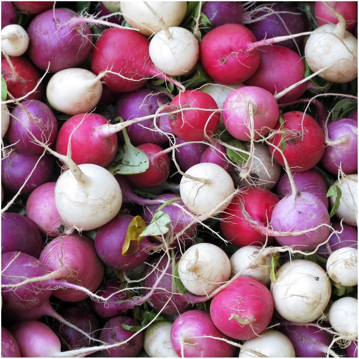 Easter Egg Radish Seeds For Planting (Raphanus sativus)