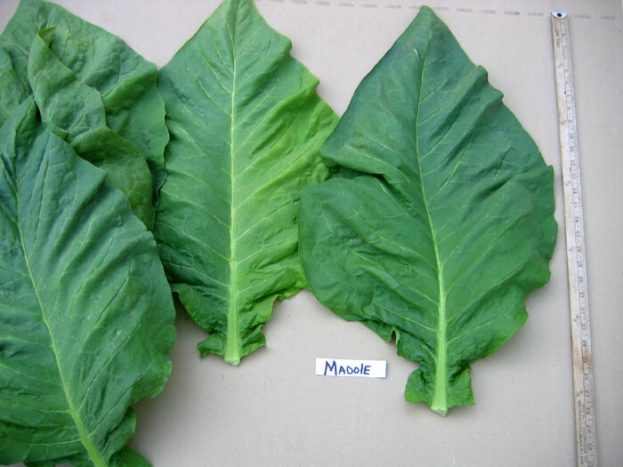 1000 Madole Tobacco Seeds ~ Heirloom ~ Rich Flavor ~ Dark Variety
