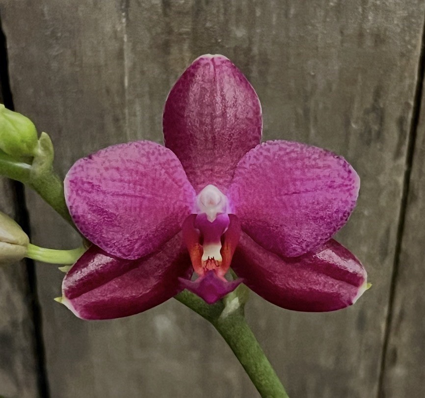 Phal. Mituo Sunrise ‘Snow Red’ × Mituo Blue Cat, Blooming Size, FREE Shipping