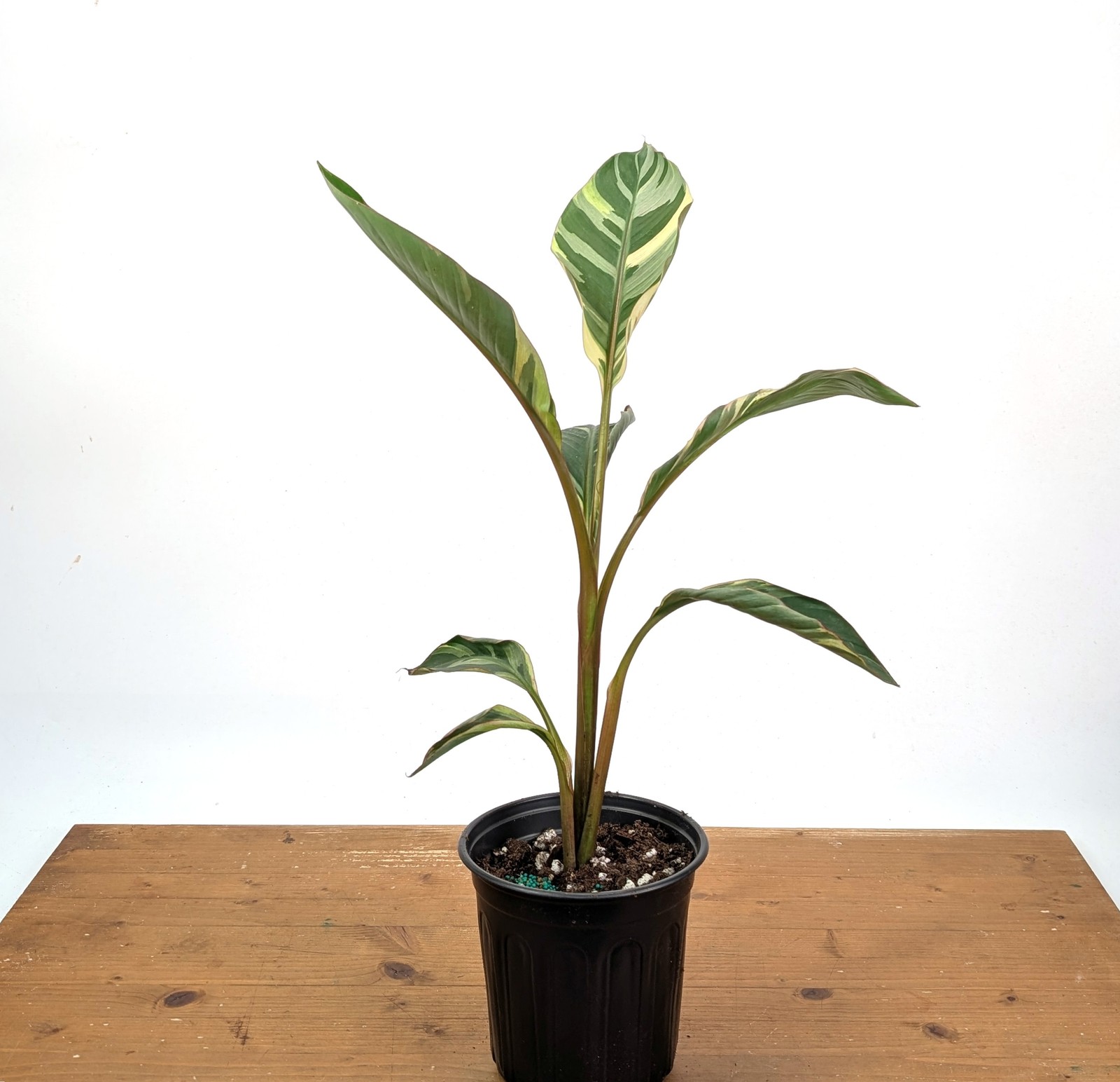 Musa Nono Pink Variegated Banana Tree