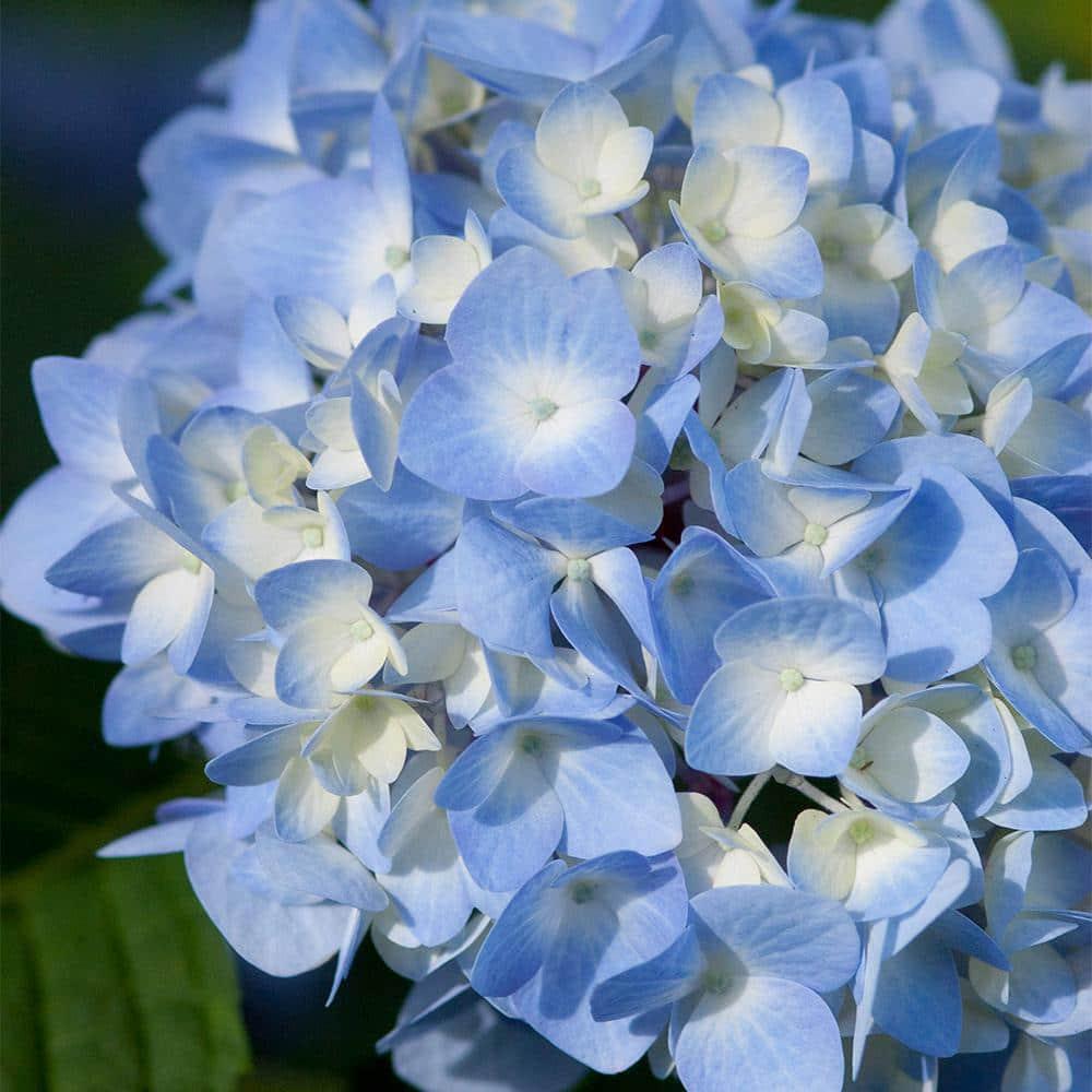 Endless Summer 1 Gal. Original Reblooming Hydrangea Shrub Pink/Blue Flowers