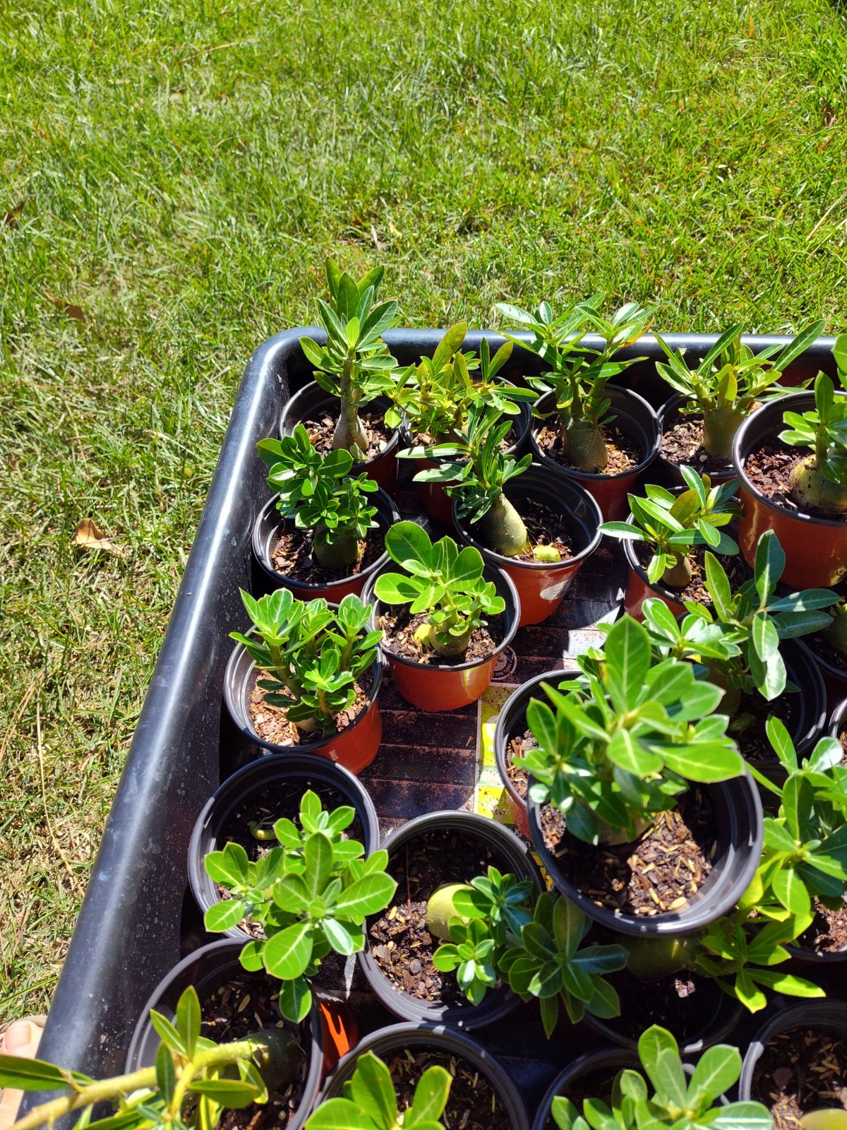 Desert Rose Plants (4)