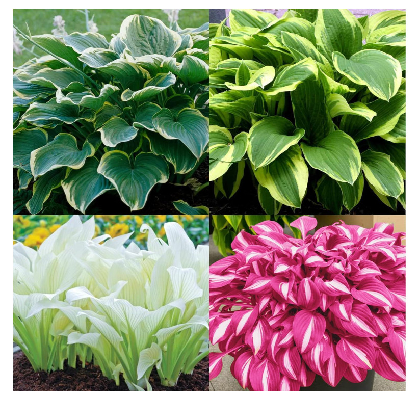 200 Hosta Seeds Perennial Shade Plants Easy Grow Garden Border Patio Pots