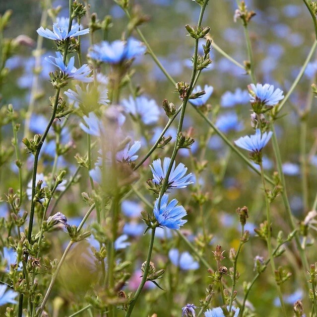 1000+ CHICORY SEEDS (Cichorium intybus)- Blue Dandelion | Coffeeweed -Succory US