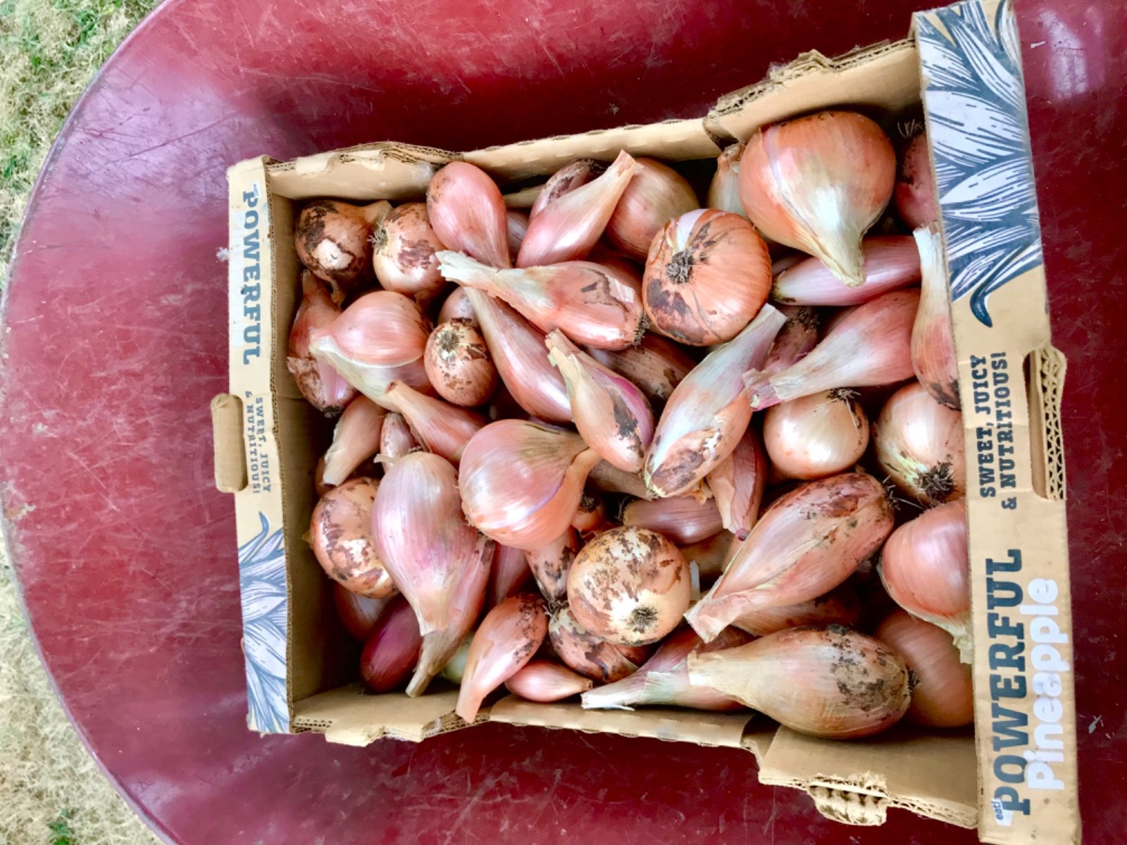 Shallot Seeds 500+ seeds!-Comercial Quantity • Early Giant Heirloom-Very Fertile