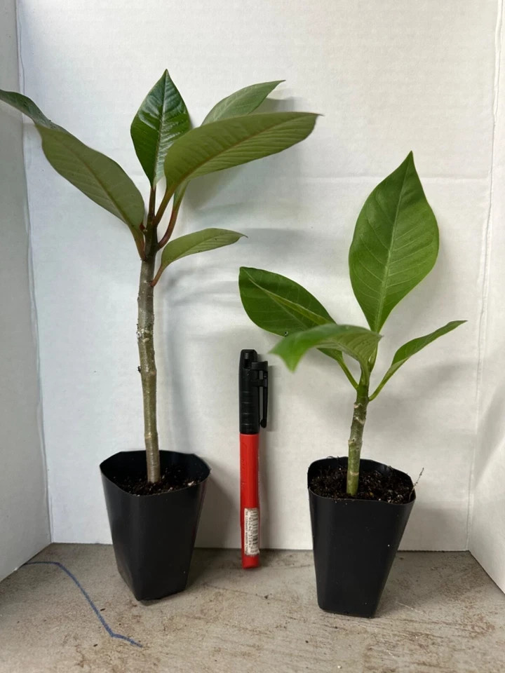 Black Cyclone-Plumeria Rubra Frangipani-SMALL Rooted Seedling Plant-4-6 inches t