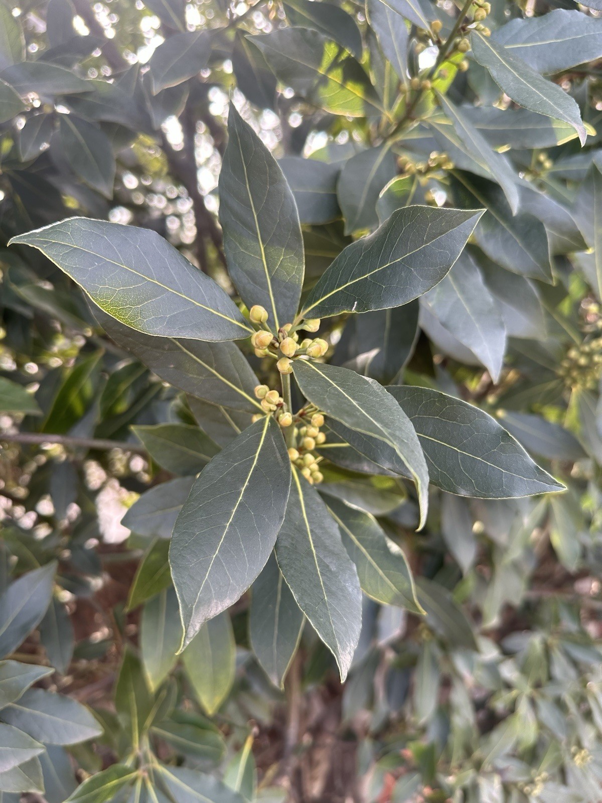 15 PCS Seeds Laurus Nobilis Bay LaurelSweet-Bay Bayleaf