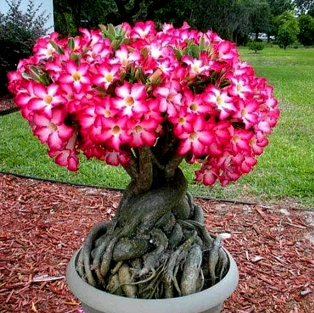 Pink Desert Rose Live Starter Plant – Ship No Pot – Adenium Obesum Plant