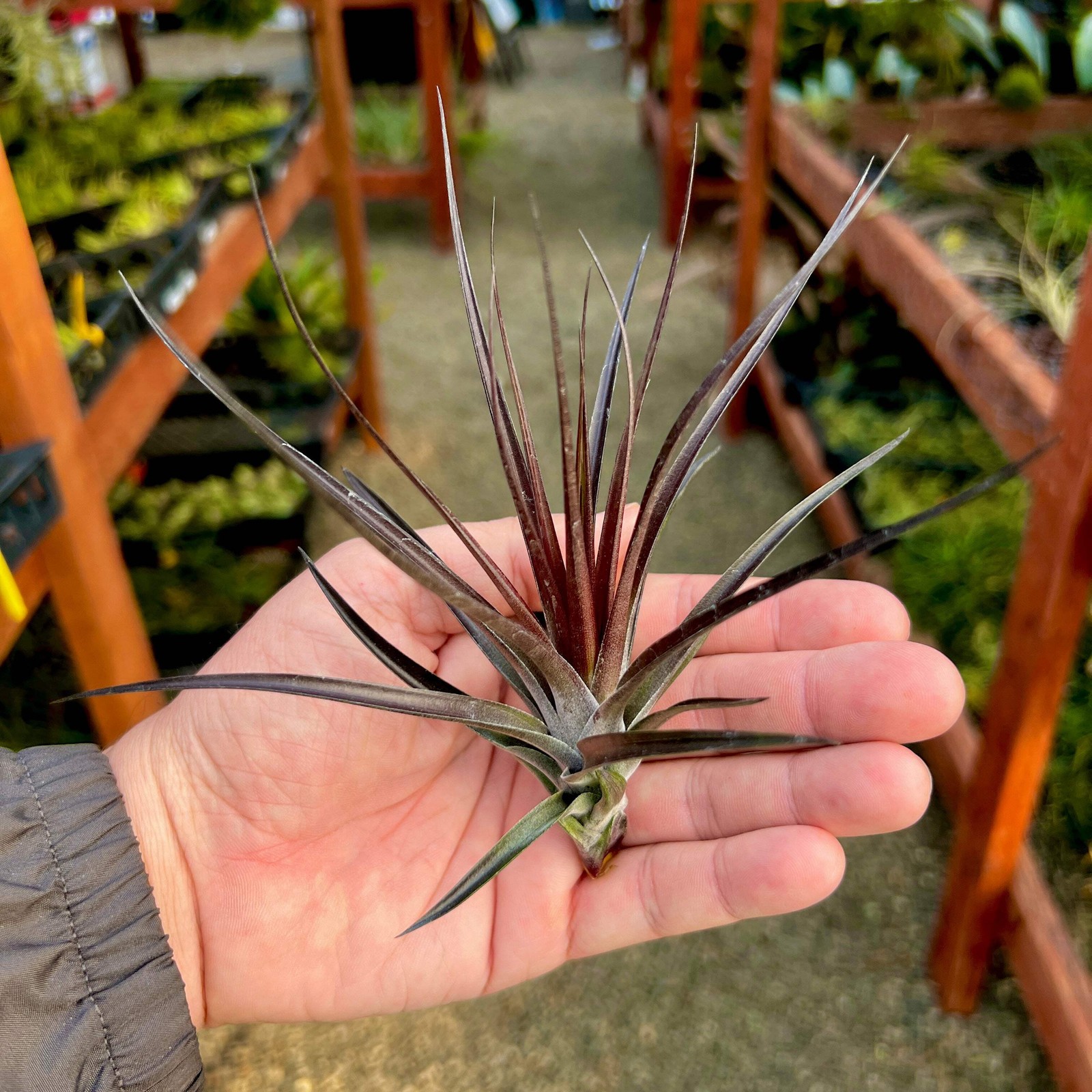 Montana Black Air Plant (Natural Deep Purple Color)