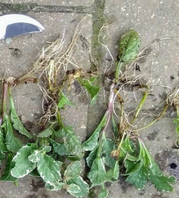 6 Ajuga Reptans Plants Burgundy Glow pink flowers Spring Bloom Groundcover