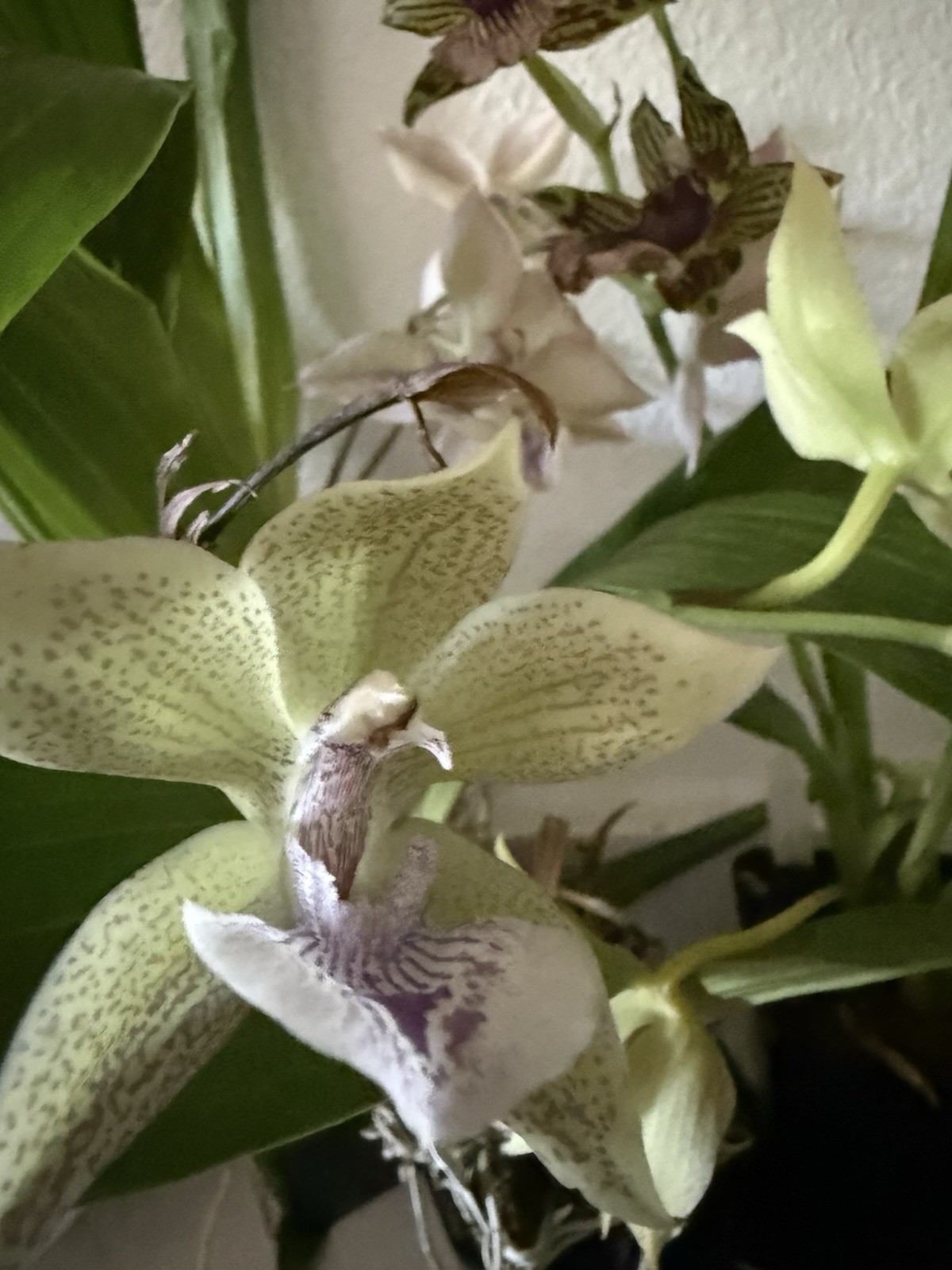 ORCHID Plan ink Z 3 bulb special 3 different sale plus 1 free # 4
