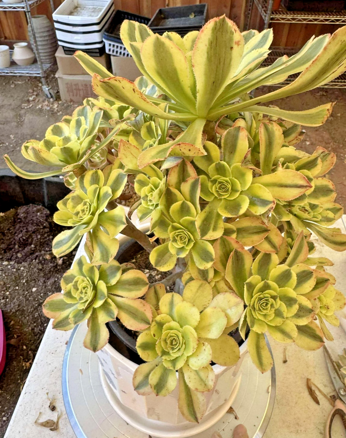 Imported Succulent live plant Home decor Plant gift rare Aeonium Green Chanel