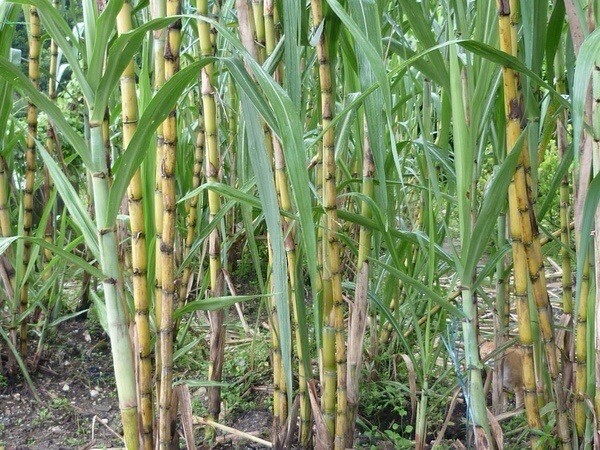 5pcs Rooted Green Yellow Sugarcane Cutting Sweet Juicy Ready To Plant