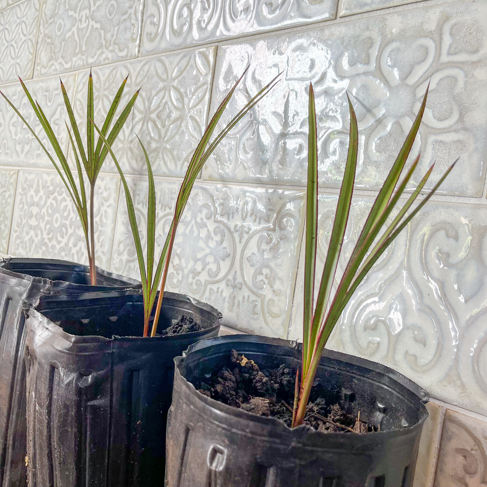 🌴 Latania Palm Seedlings- 6″-10″ Tall – FREE Shipping – Add to your collection!