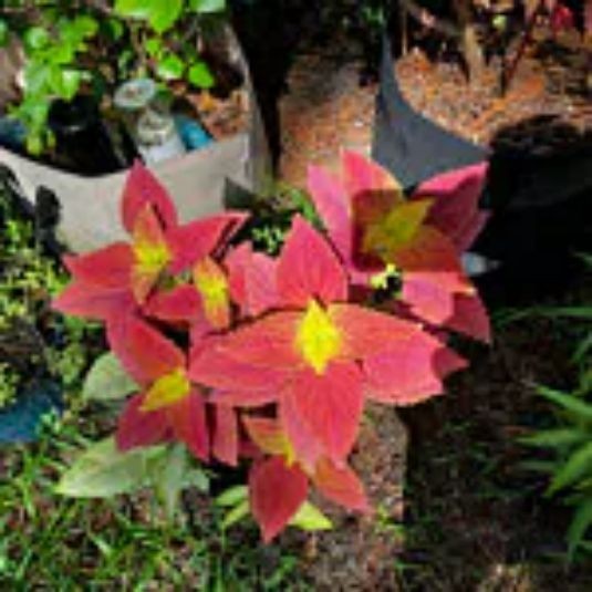 25 Coleus Seeds – Bold Foliage Plant – Easy-to-Grow for Garden