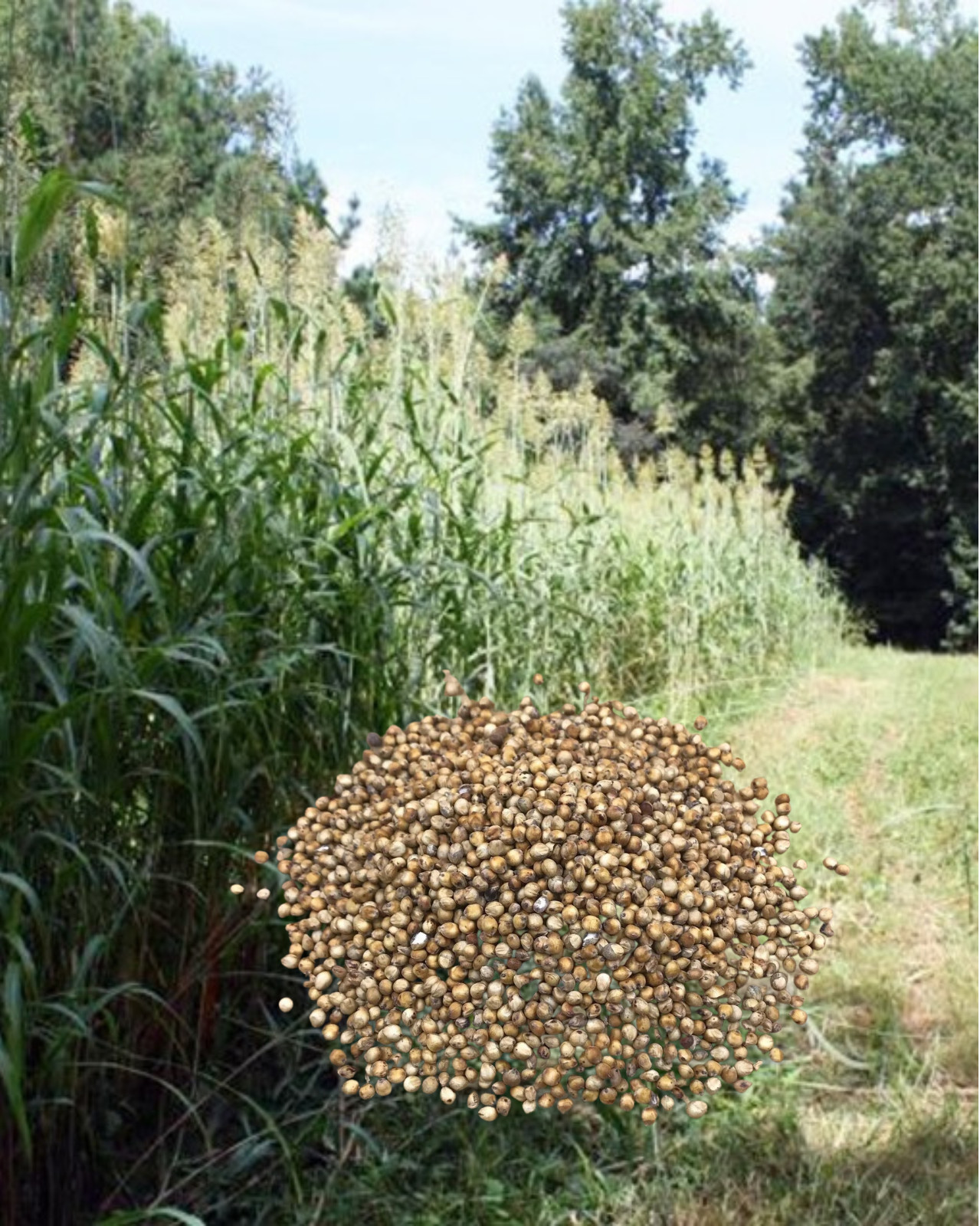 Egyptian Wheat seed for planting – habitat hunting screening 5lbs 1/4 Acre