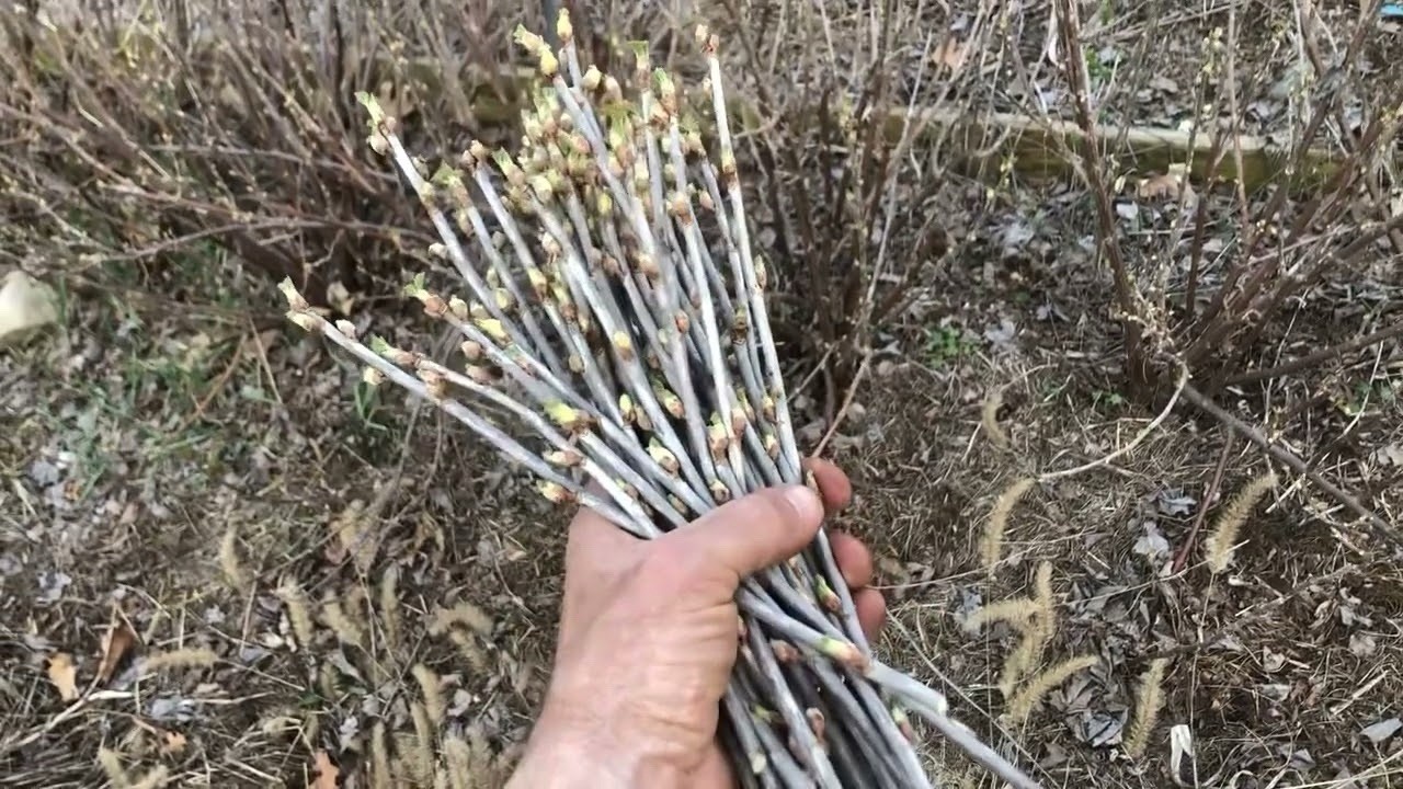 Black Currant 8-10 Inches 12 Cuttings For Propagation/rooting
