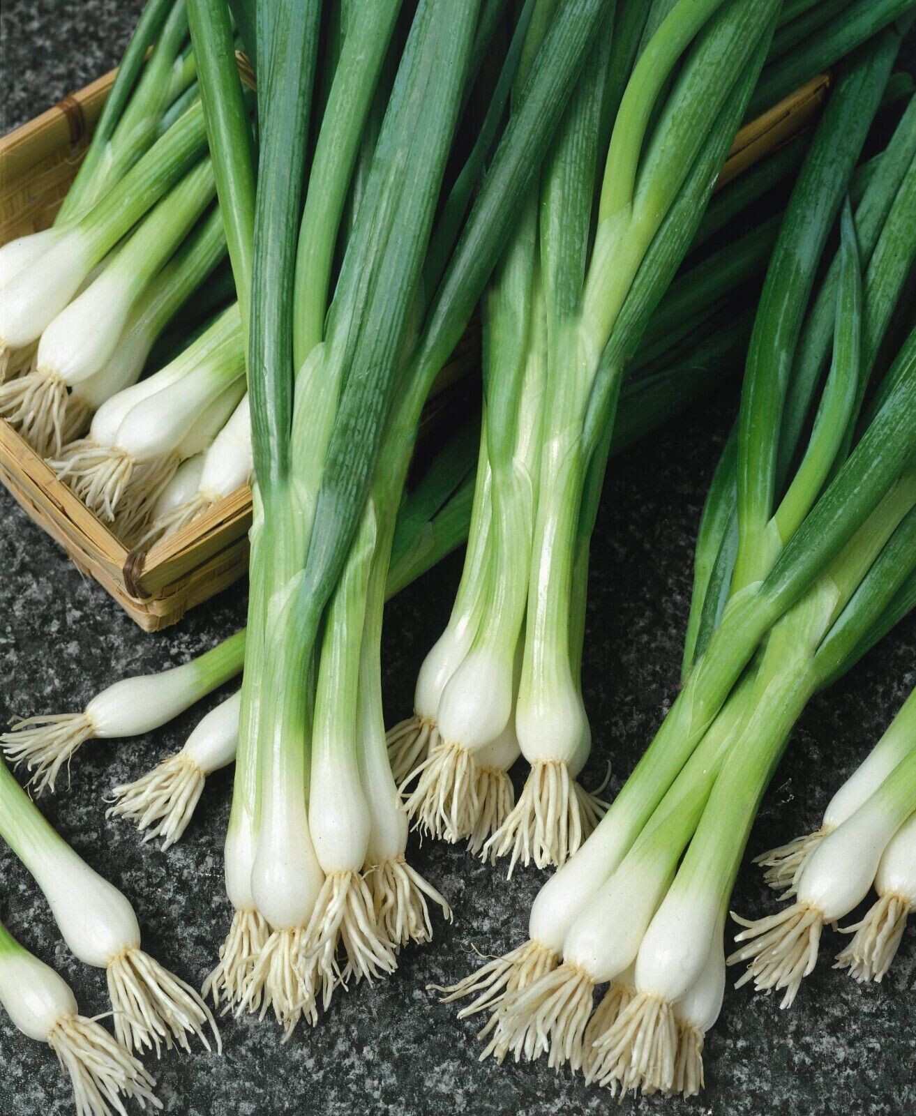 250+ White Lisbon Onion Seeds – Scallion / Bunching ——– Non-GMO – Heirloom