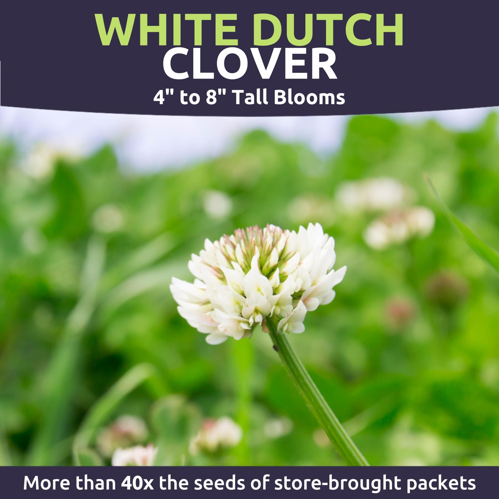 Bulk White Dutch Clover Seeds – 150,000 Flower Seeds for Planting