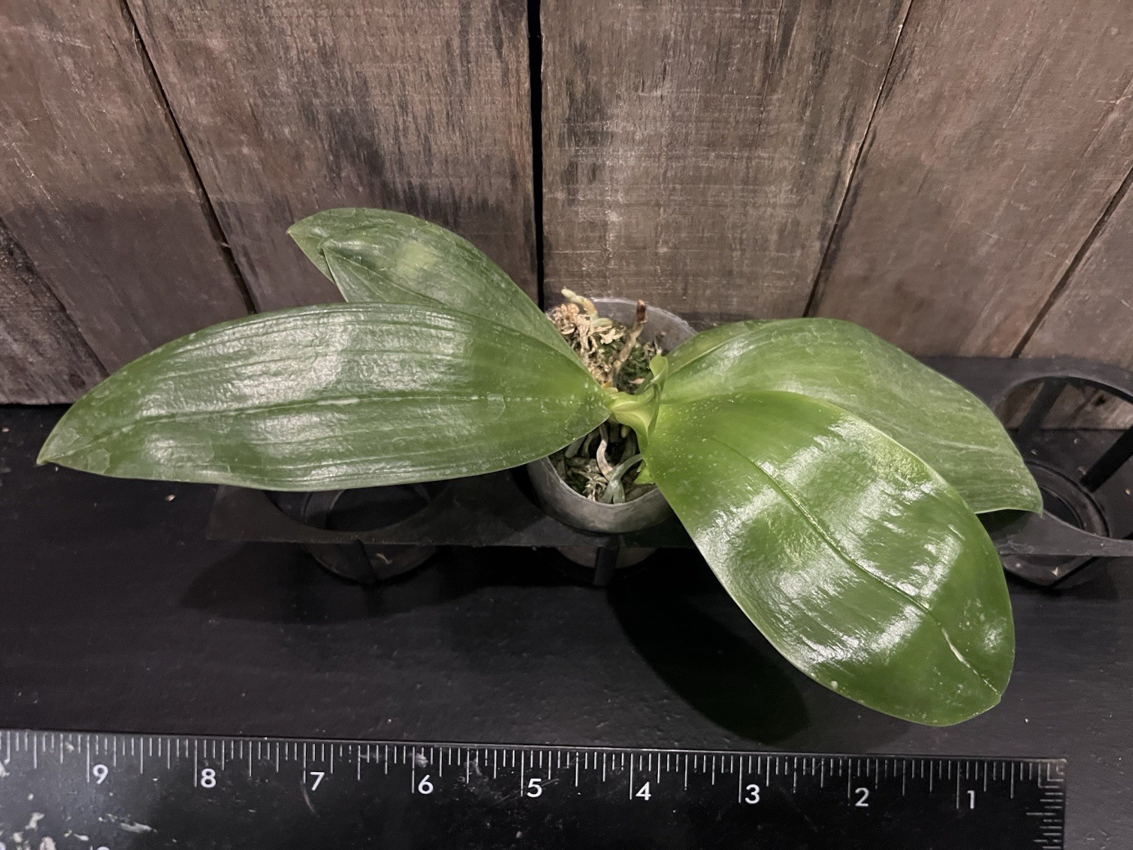 Phal. bellina Pink x sib , Phal Species, In Spike, Fragrant, FREE Shipping