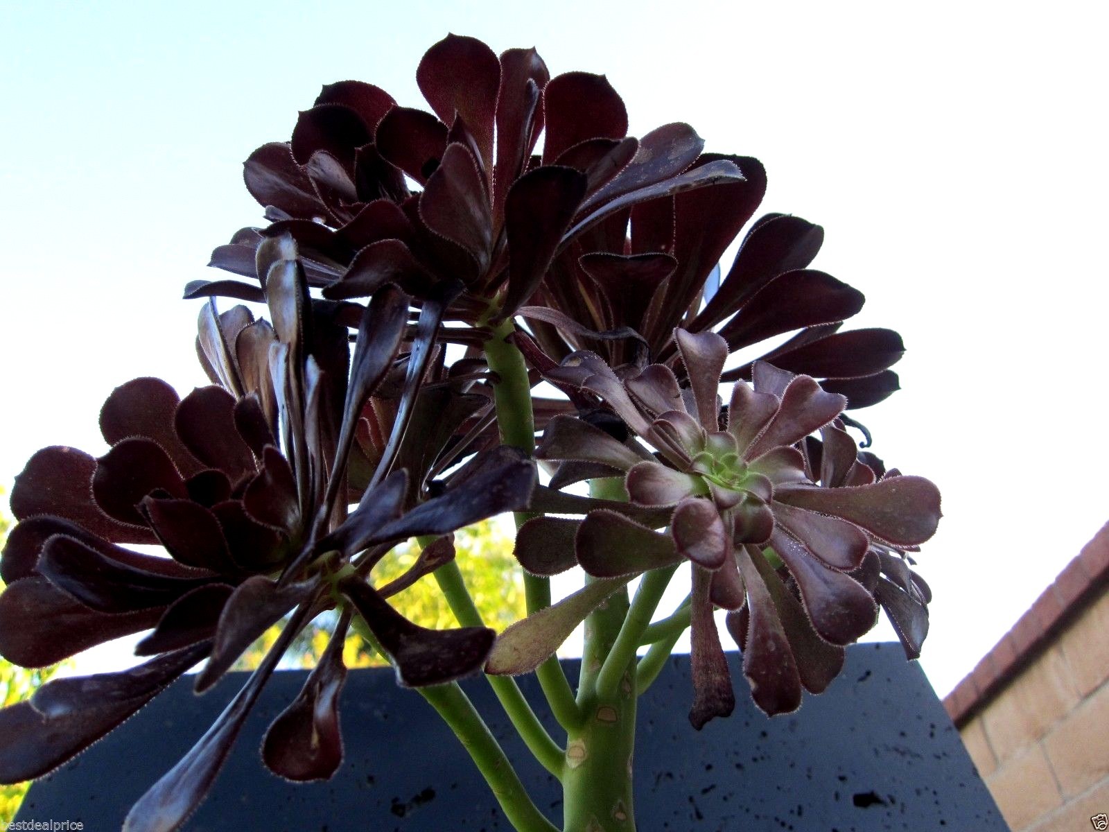 BLACK ROSE Deep Dark Purple Aeonium Succulent 2 cuttings