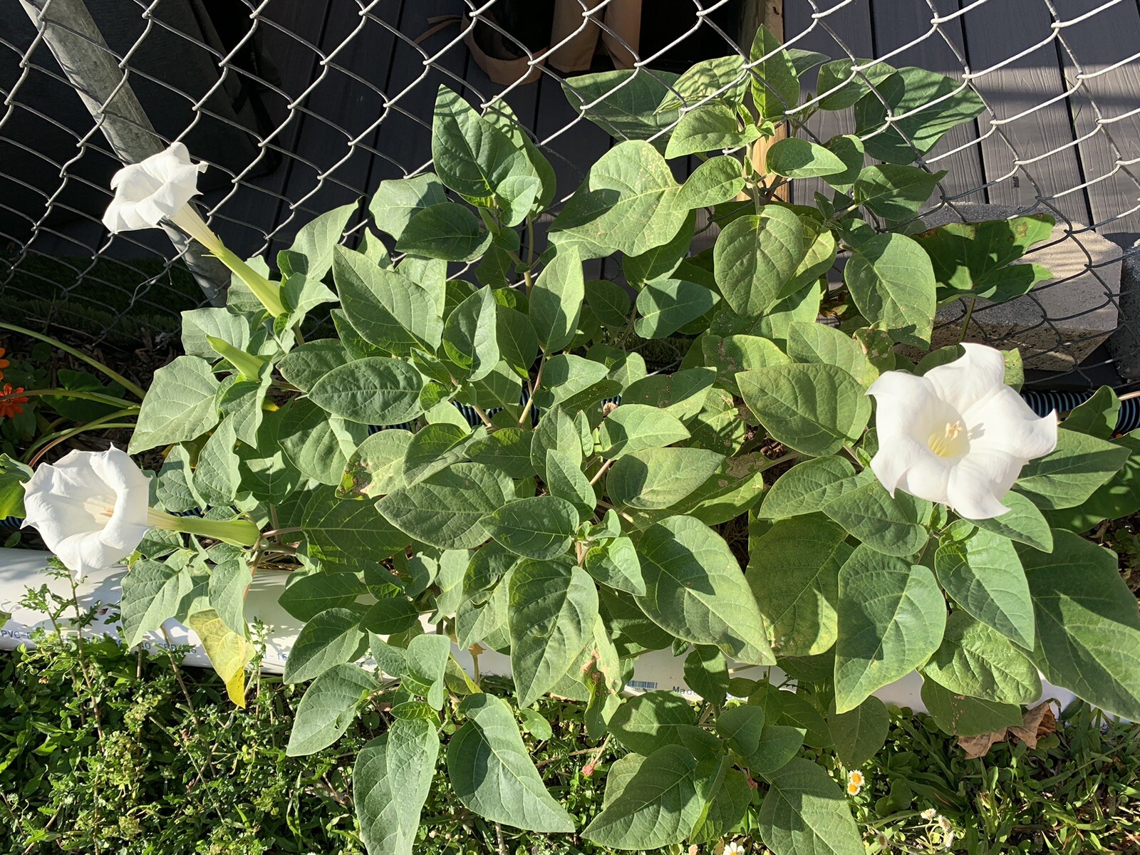 (200 SEEDS) White Moon Flower Angel’s Trumpet Day&Night Bloom Datura. 2023 Seeds