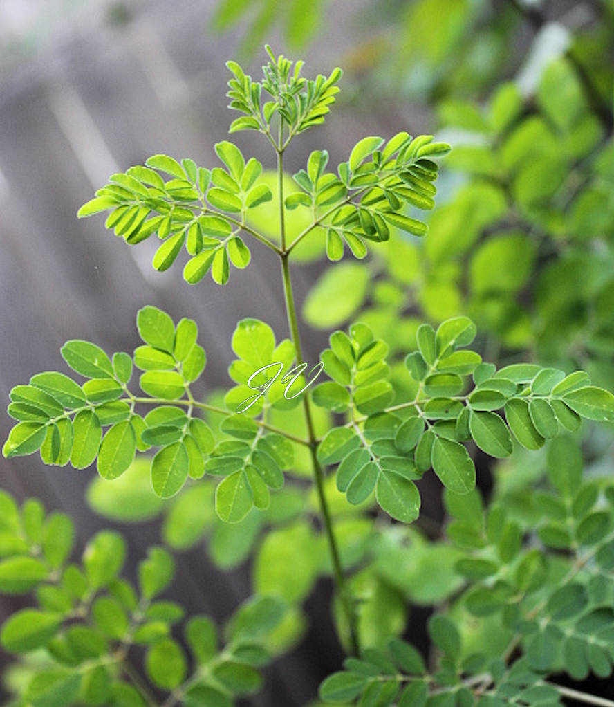 Tropical Seeds -Moringa oleifera PKM 2 -10 Seeds for Planting