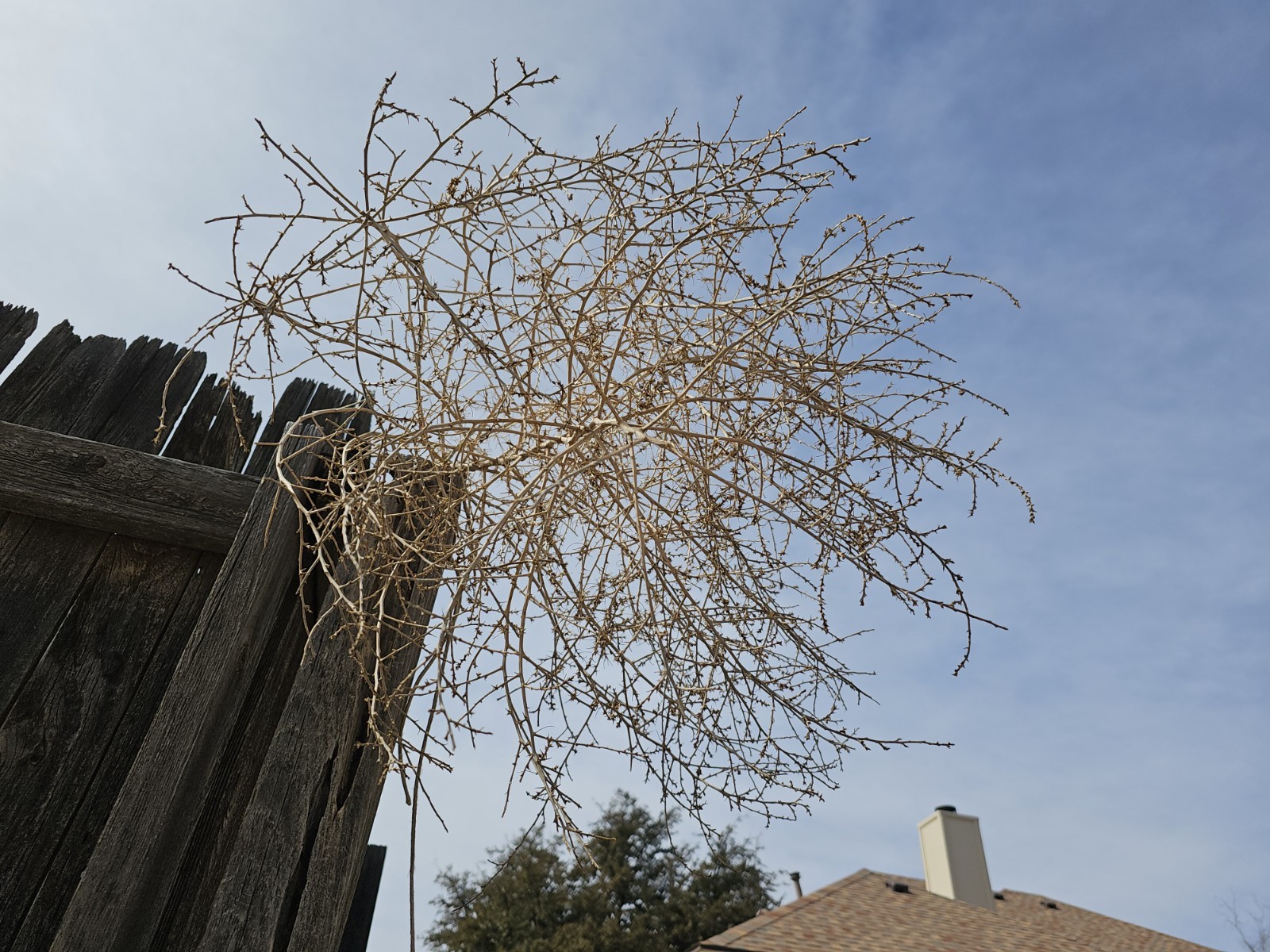Dried Tumbleweed Salsola Mature Brown Drought Resistant Arid Outdoor Plant