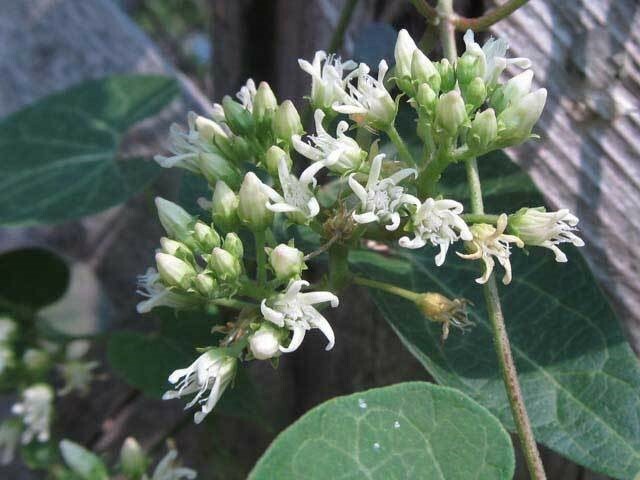 Cynanchum laeve| Sand Vine | Blue Vined Milkweed | 5_Seeds