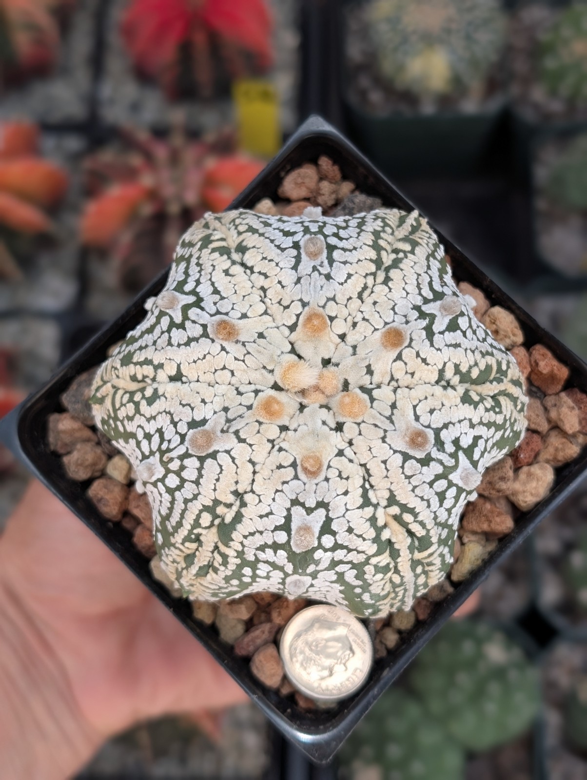 Astrophytum Asterias cv Superkabuto V type f Star shape 6 Rib