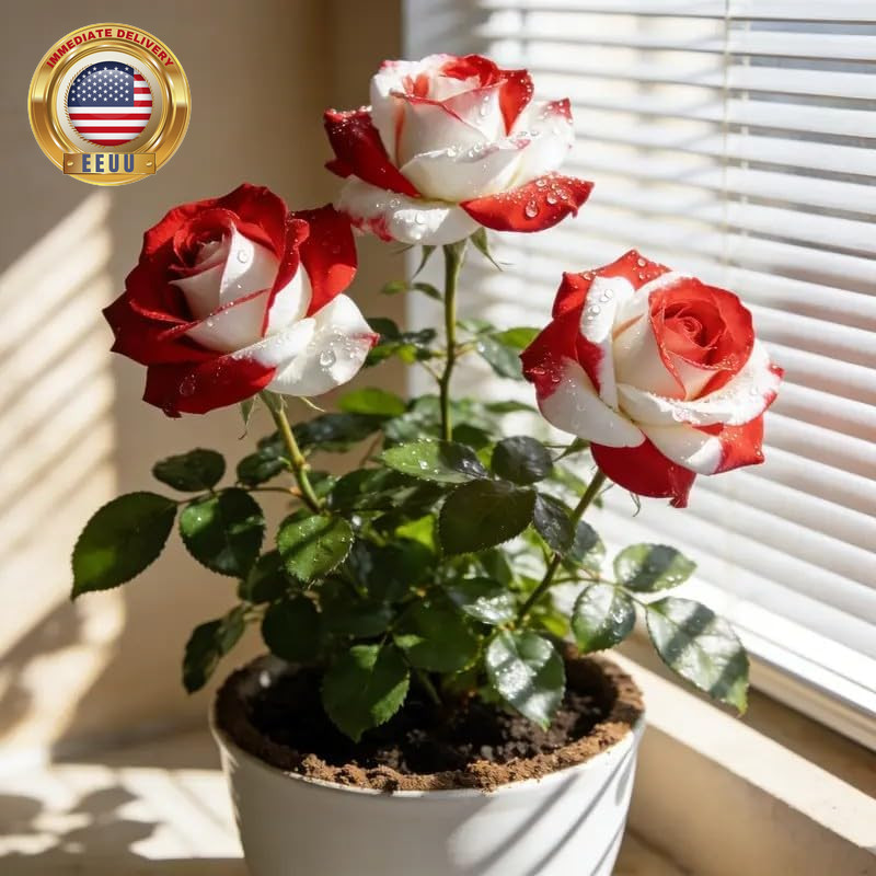 150+ Rare Twin Red White Rose Seeds – Rare Bicolor Red and White Rose Flower See