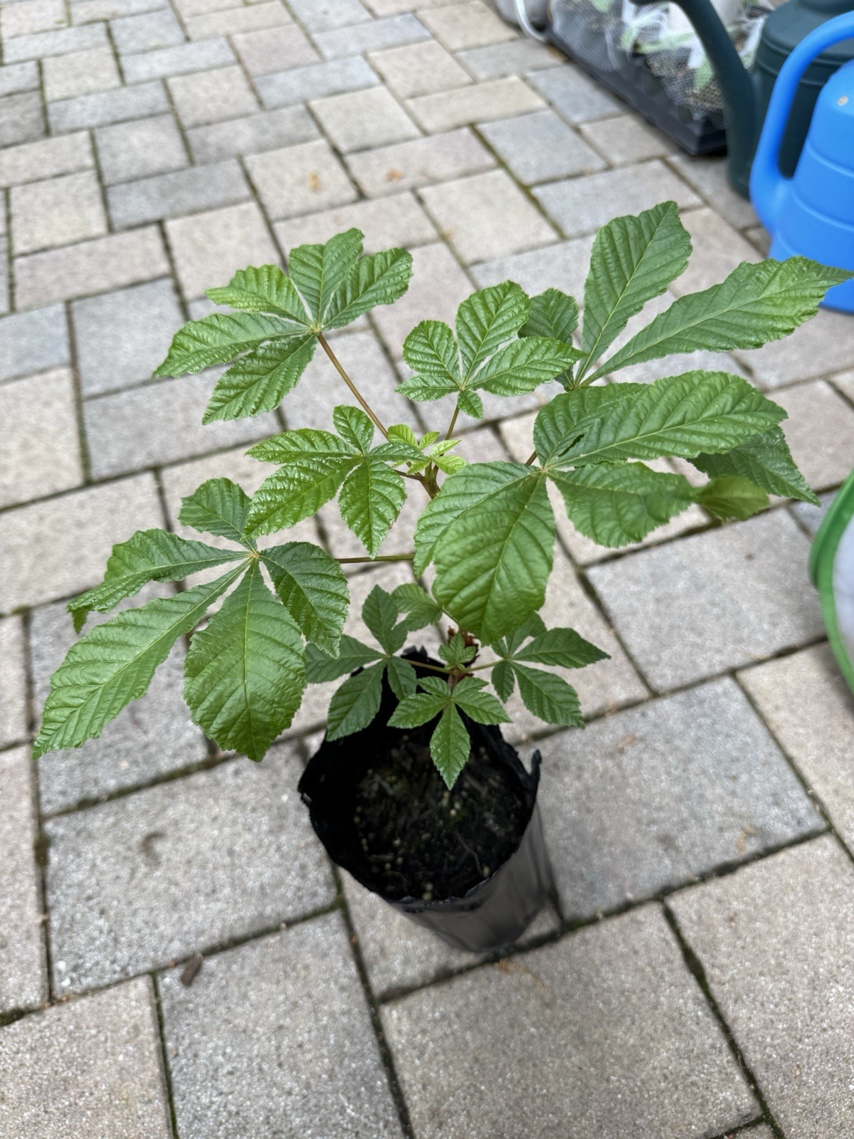 European Horse Chestnut Tree Live Plant 10” Aesculus Hippocastanum Potted 13”