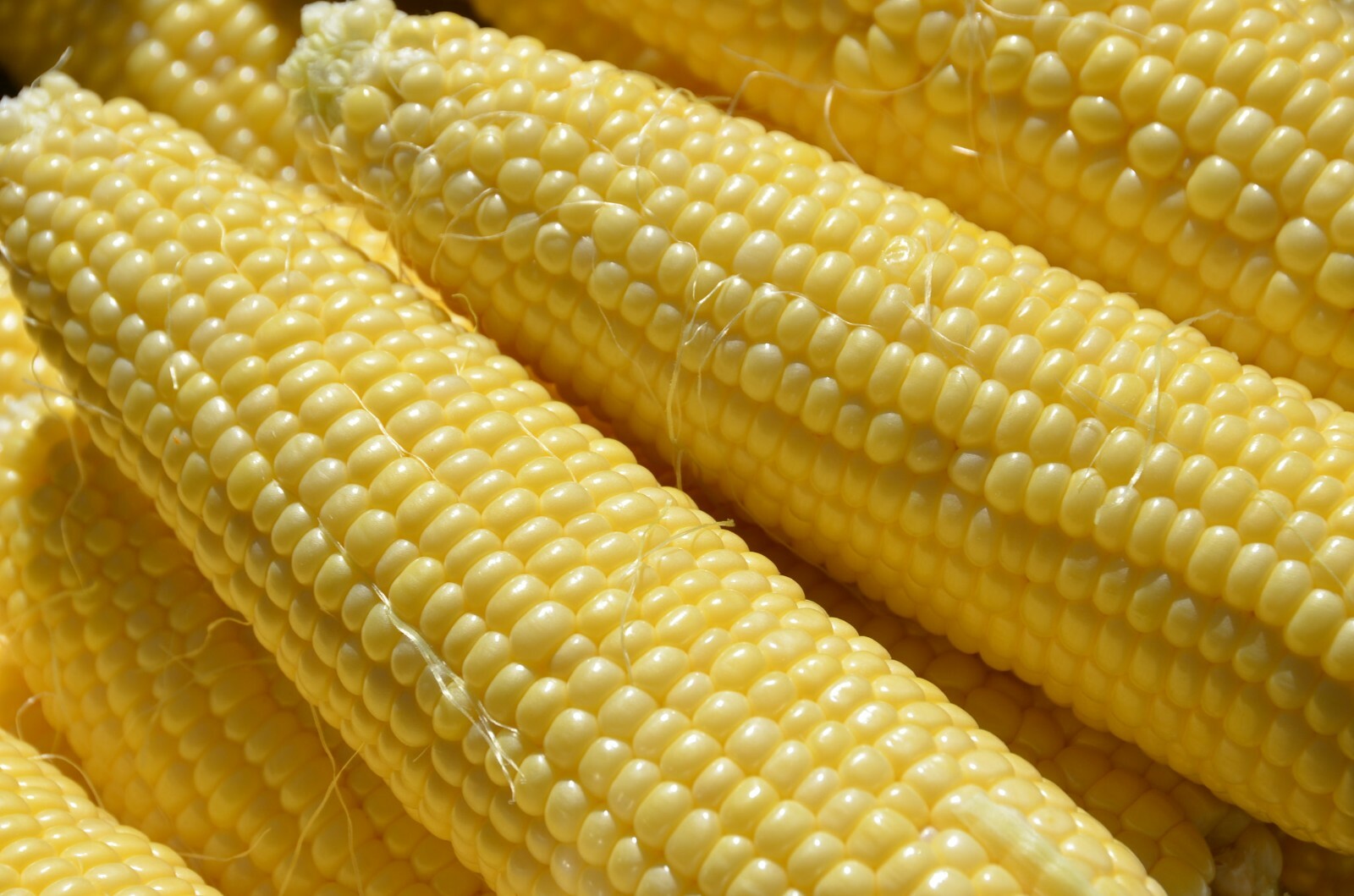 COMBO PACK SWEET CORN 100 SEEDS WHITE AND YELLOW CORN WHITE CORN AND YELLOW CORN