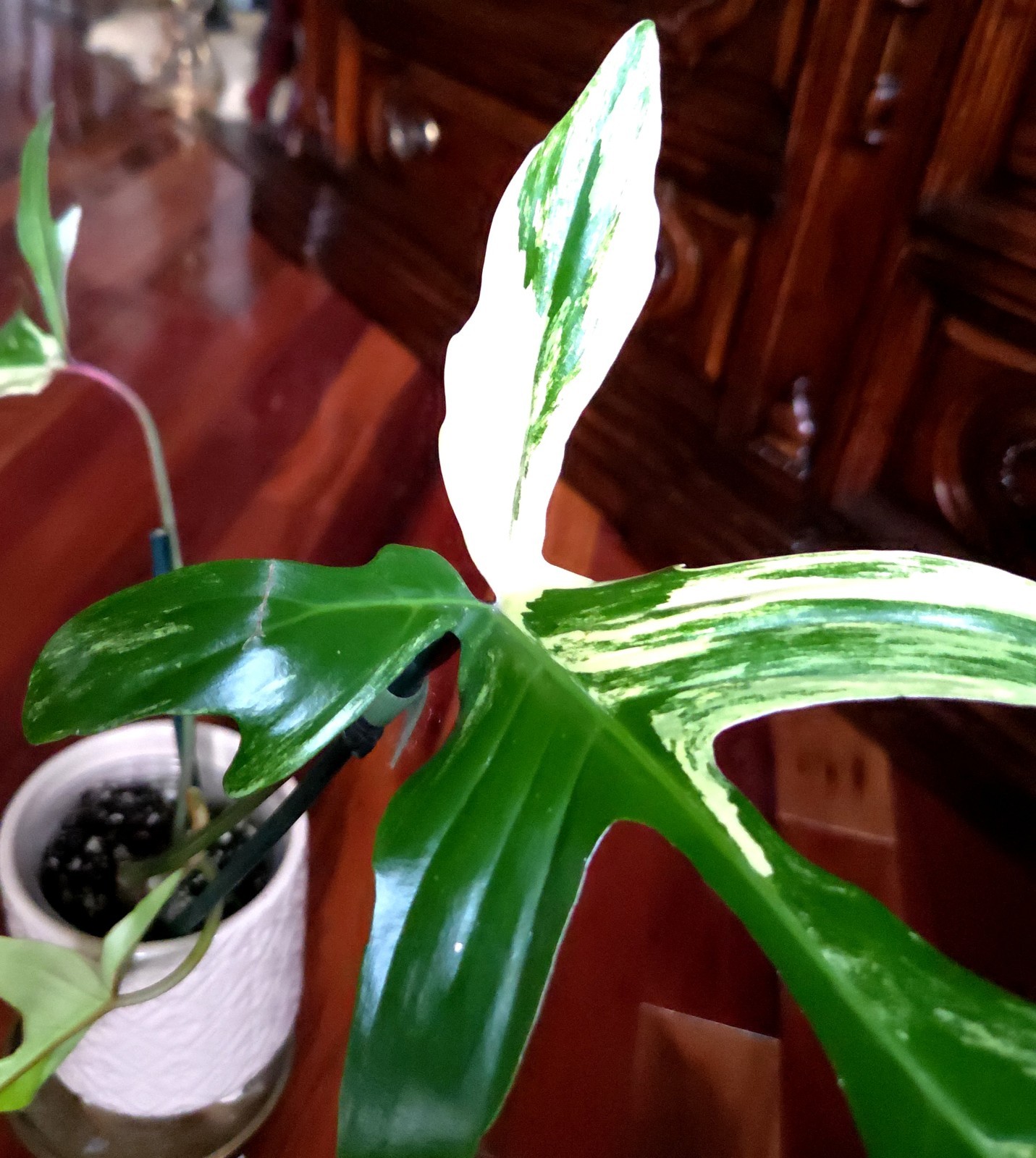 Rare NEW! Philodendron Florida Beauty X Joepii 19″ Tall Not Monstera Anthurium