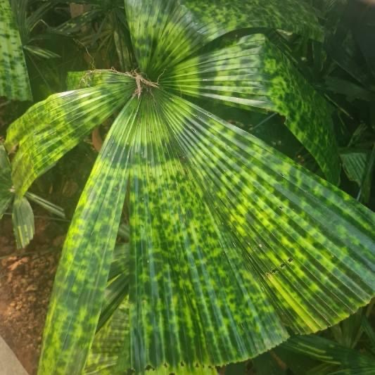 Lanonia Dasyantha “Vietnamese Paradise Palm” *Rare*