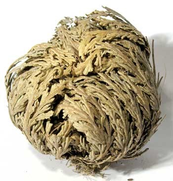 Rose of Jericho Resurrection Fern – Selaginella lepidophylla