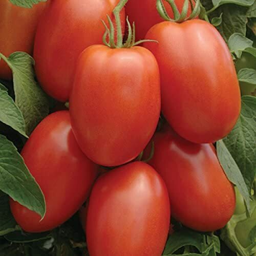 Roma Tomato Seeds | Heirloom / Non-GMO | Free Shipping | Seed Store | 1026